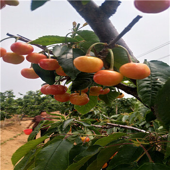 龍須棗棗樹苗龍須棗棗樹苗報(bào)價(jià)多少