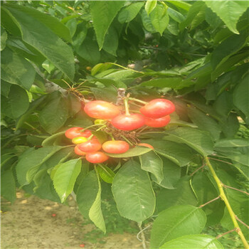 當(dāng)年結(jié)果龍棗棗樹苗多少錢一棵