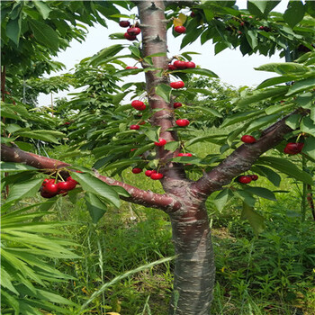 湖北無(wú)花果小苗行情報(bào)價(jià)