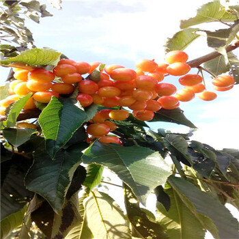 湖南枳殼種子什么時(shí)間種植好
