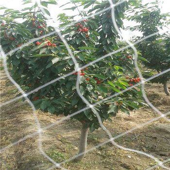 無花果小苗現(xiàn)挖苗多少錢、無花果小苗怎么賣的