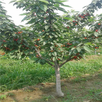 2棗樹(shù)苗價(jià)格報(bào)價(jià)多少