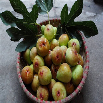 馬斯義陶芬無(wú)花果苗報(bào)價(jià)多少