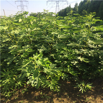 金傲芬無花果苗報價多少錢
