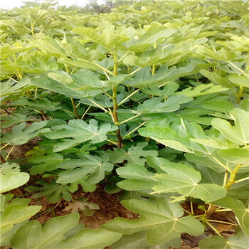 紅果無花果苗一般幾年結(jié)果、紅果無花果苗品種表現(xiàn)怎么樣