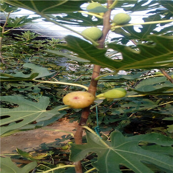 金傲芬無花果苗行情報(bào)價(jià)