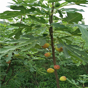 綠果一號(hào)無花果苗批發(fā)價(jià)格多少錢