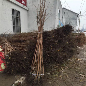 五十公分高藍(lán)莓苗種植缺點(diǎn)有哪些五十公分高藍(lán)莓苗批發(fā)基地在哪里