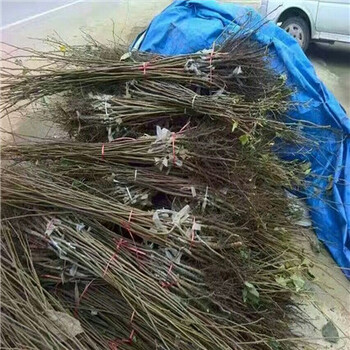石榴小苗畝產(chǎn)多少斤石榴小苗什么時(shí)間種植好
