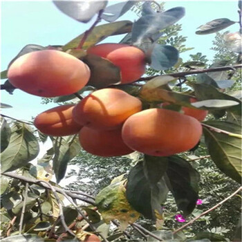 葡萄小苗行情報(bào)價(jià)多少葡萄小苗批發(fā)基地在哪里