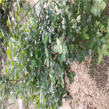 桂花蜜果桑苗行情報(bào)價(jià)多少桂花蜜果桑苗怎么種植