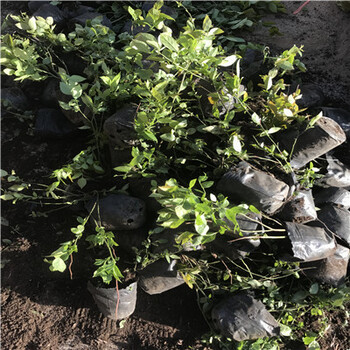安徽8632果桑苗種植缺點(diǎn)有哪些