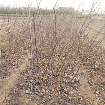 大棉球山楂苗批發(fā)基地大棉球山楂苗行情價(jià)格