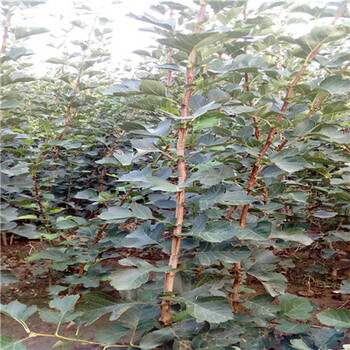 湖南無籽大十果桑苗現(xiàn)挖苗多少錢