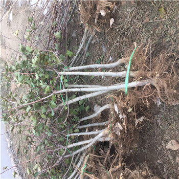 獅子成品秒現(xiàn)挖苗多少錢(qián)