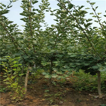 無籽大十果桑苗多少錢一棵無籽大十果桑苗什么時間種植好
