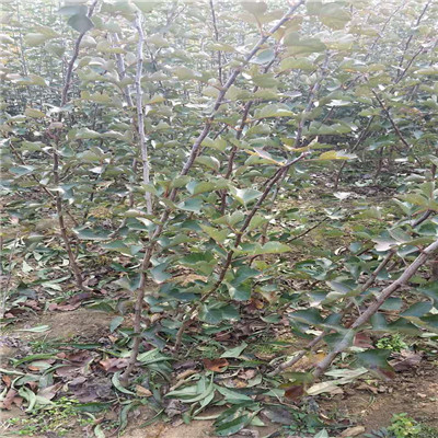 大棉球山楂苗什么价位大棉球山楂苗批发价是多少
