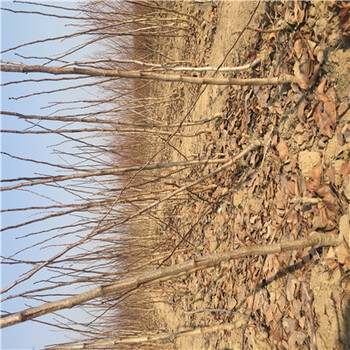 藍豐藍莓苗什么價位藍豐藍莓苗批發(fā)哪里有