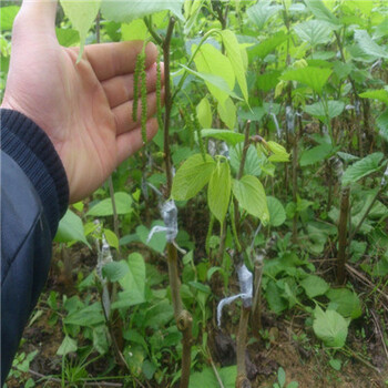 紫葚果桑苗哪里便宜紫葚果桑苗什么時(shí)間種植好
