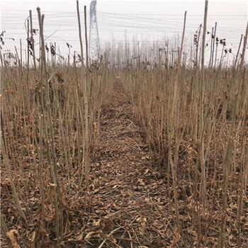 一公分香椿苗現(xiàn)挖苗多少錢一公分香椿苗什么時間種植好