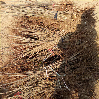 江蘇香椿小苗批發(fā)基地