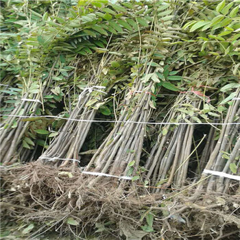 一公分香椿苗批發(fā)基地一公分香椿苗什么時間種植好