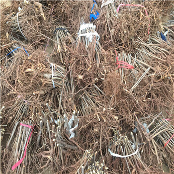 貴州大棚香椿苗行情報(bào)價多少