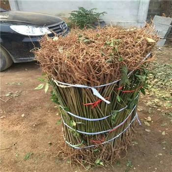 白珍珠果桑苗一畝地多少棵白珍珠果桑苗批發(fā)哪里有