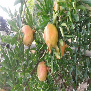 新疆日本甜葚果桑苗种植缺点有哪些
