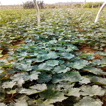 葡萄苗種植缺點有哪些葡萄苗批發(fā)基地在哪里