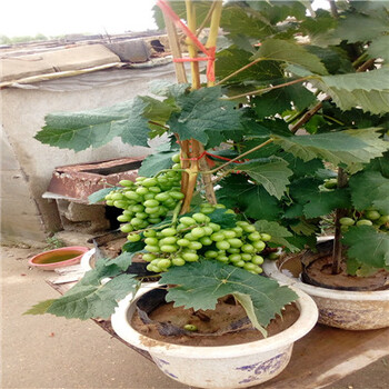 兩年的紅寶石無(wú)核葡萄苗畝產(chǎn)多少斤