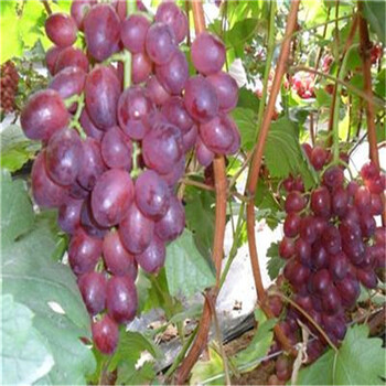 葡萄苗價格2018年陽光玫瑰葡萄苗一畝地多少棵