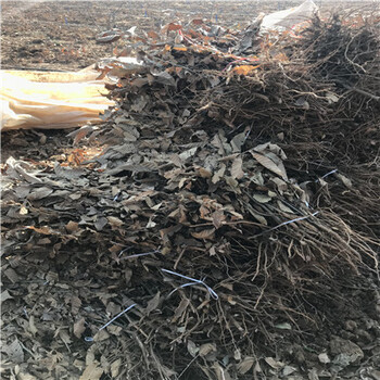 華光板栗苗種植缺點(diǎn)有哪些華光板栗苗怎么種植