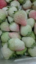 内蒙专业从事草莓苗种植价格
