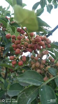 甘肃花椒苗基地批发品种