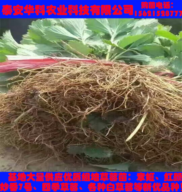 組培二代脫毒草莓苗基地供應
