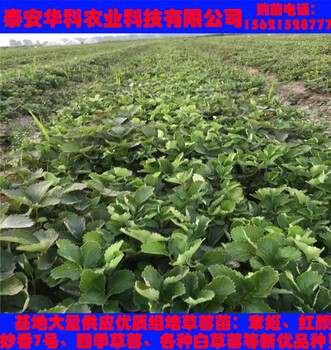 脫毒的甜查理草莓苗種植技術哪里好