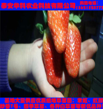 大棚栽培的丰香草莓苗多少钱一株品牌