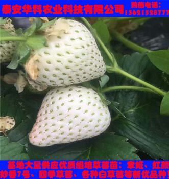 當(dāng)年的幸香草莓苗怎么種植