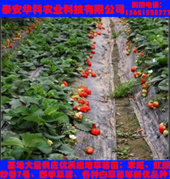 個大的妙香7號草莓苗種植