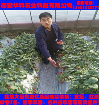 結(jié)果早的圣誕紅草莓苗畝產(chǎn)多少公斤
