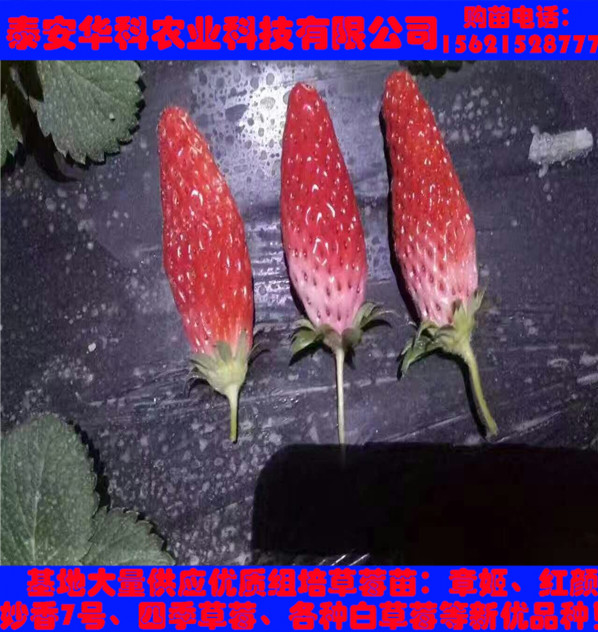 當(dāng)年的脫毒草莓苗技術(shù)