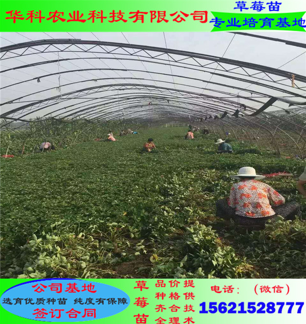 大棚栽培的大棚草莓苗亩载多少株
