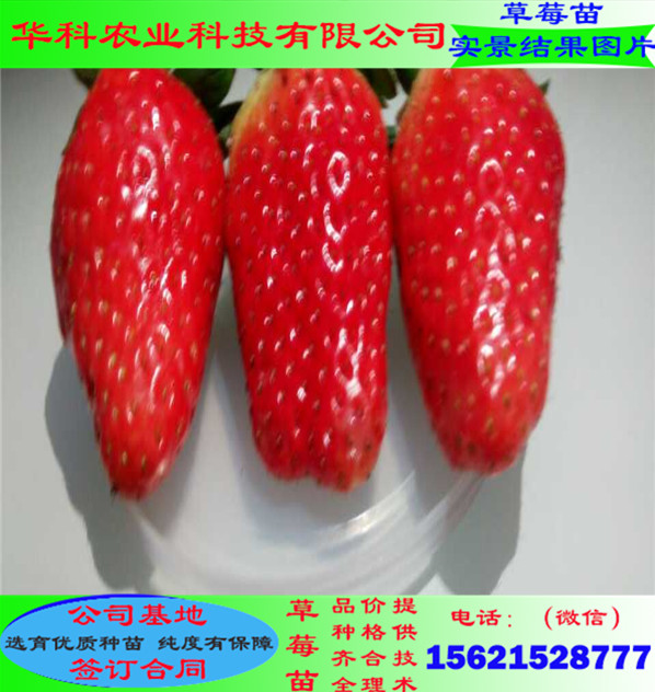 結(jié)果早的甜查理草莓苗種植技術(shù)介紹