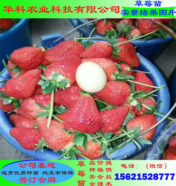 密植的草莓苗價格合理