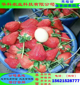 脫毒的章姬草莓苗露天種植技術(shù)