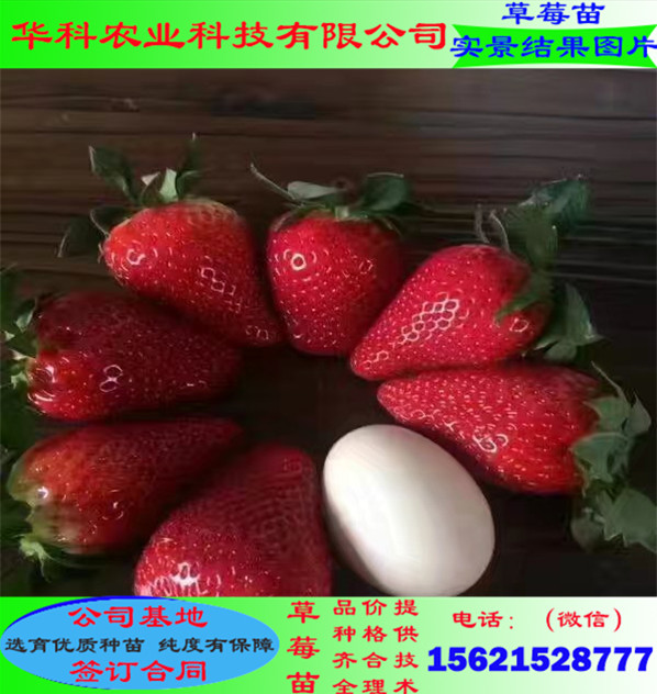 個(gè)大的新品種草莓苗畝載多少棵