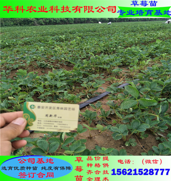 密植的脫毒草莓苗供應基地