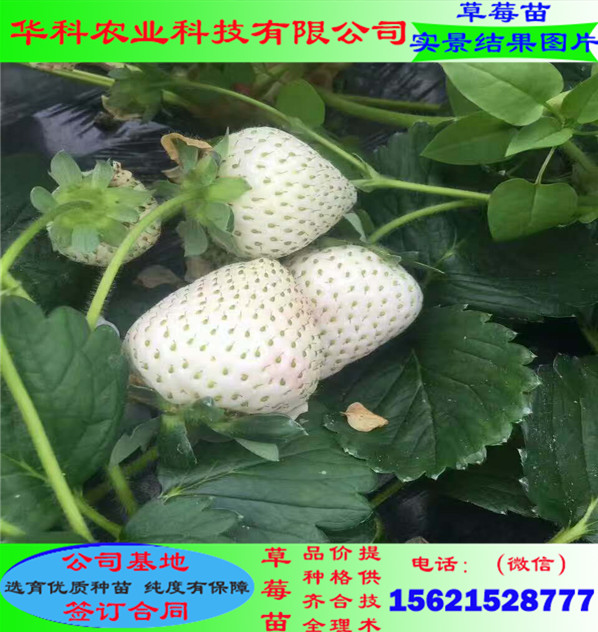 好的豐香草莓苗產(chǎn)地在哪