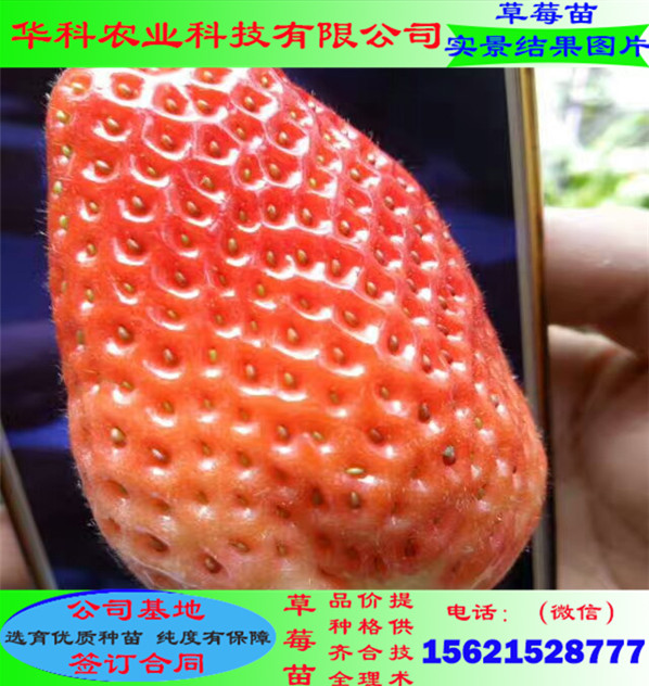大棚栽培的豐香草莓苗怎樣施肥